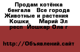 Продам котёнка бенгала - Все города Животные и растения » Кошки   . Марий Эл респ.,Йошкар-Ола г.